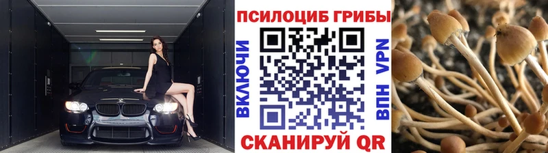 Псилоцибиновые грибы Psilocybe  Сольвычегодск 